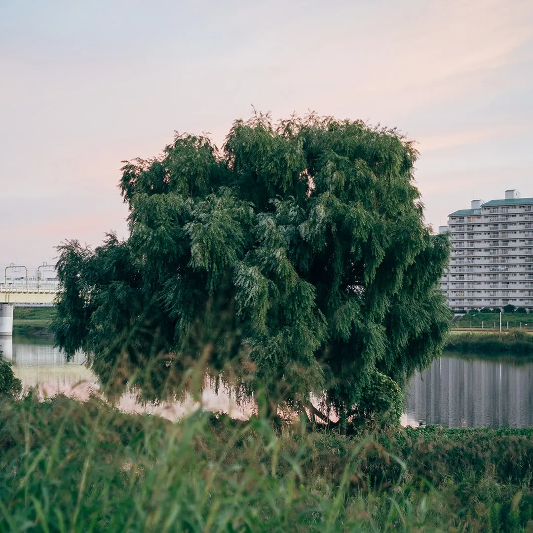 写真：河川敷に立つ1本の大きな木。空には薄い朝焼けのグラデーションがかかり、水面には対岸の建物が写り込んでいる。